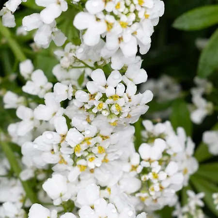 Alhoumont - L'echappee Ardennaise - Rustique Casa de Férias Houffalize